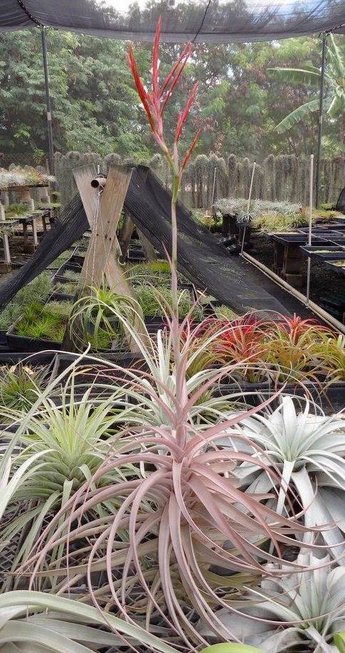 Tillandsia buchlohii