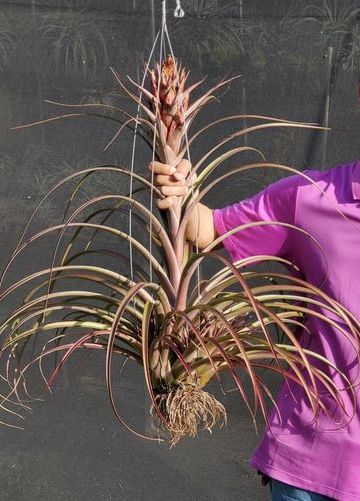 Tillandsia capitata red x jalisco-monticola