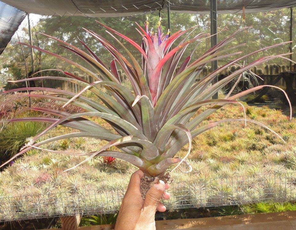 Tillandsia capitata purple