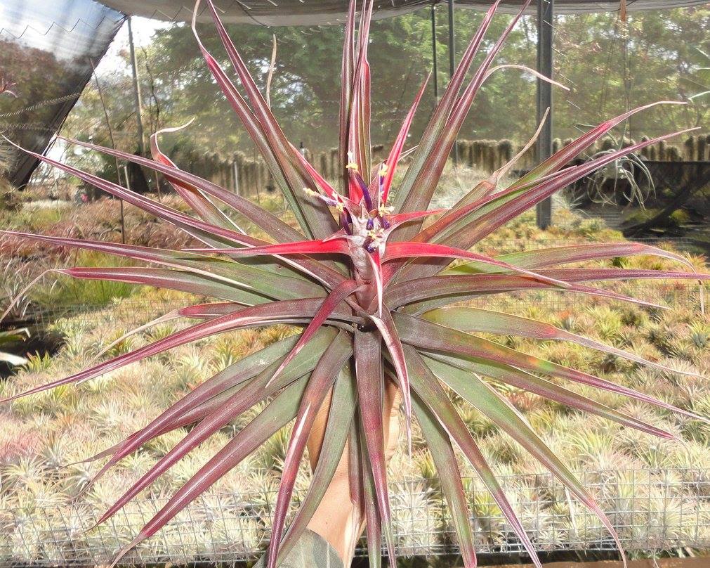 Tillandsia capitata purple