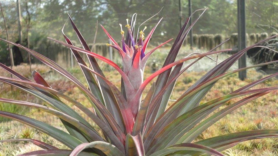 Tillandsia capitata purple