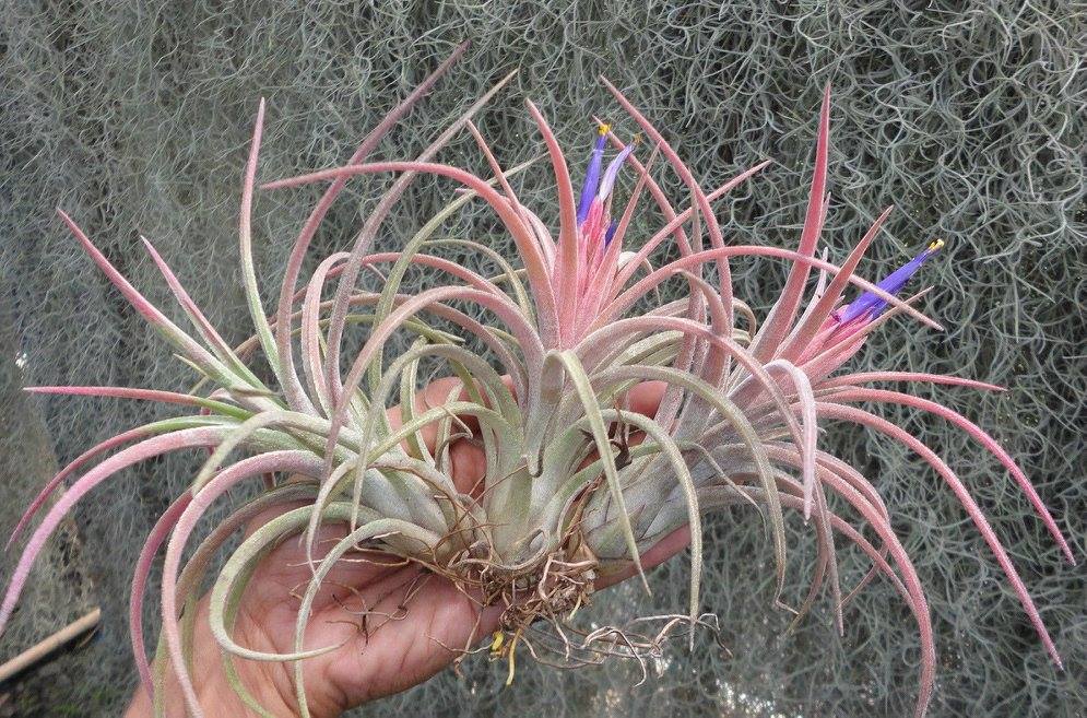 Tillandsia Aleta. (ionantha x paucifolia)