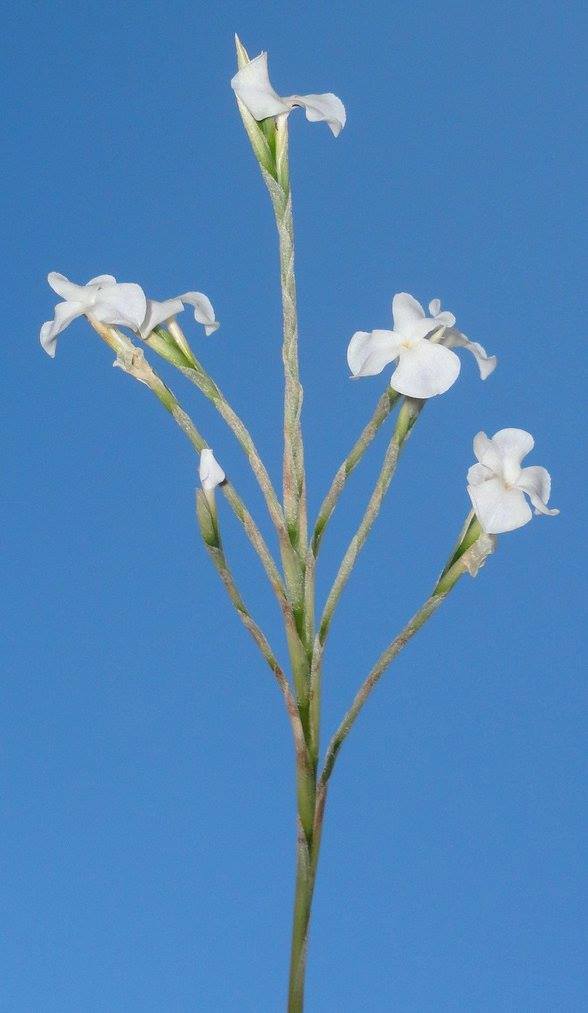 Tillandsia reichenbachii white flower form