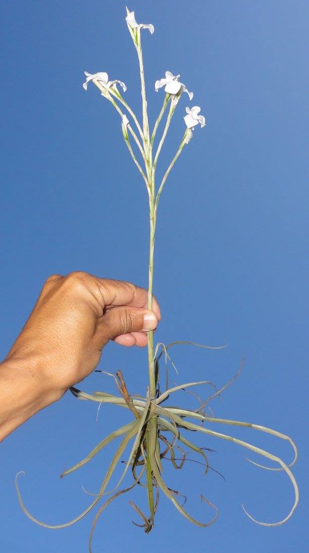 Tillandsia reichenbachii white flower form