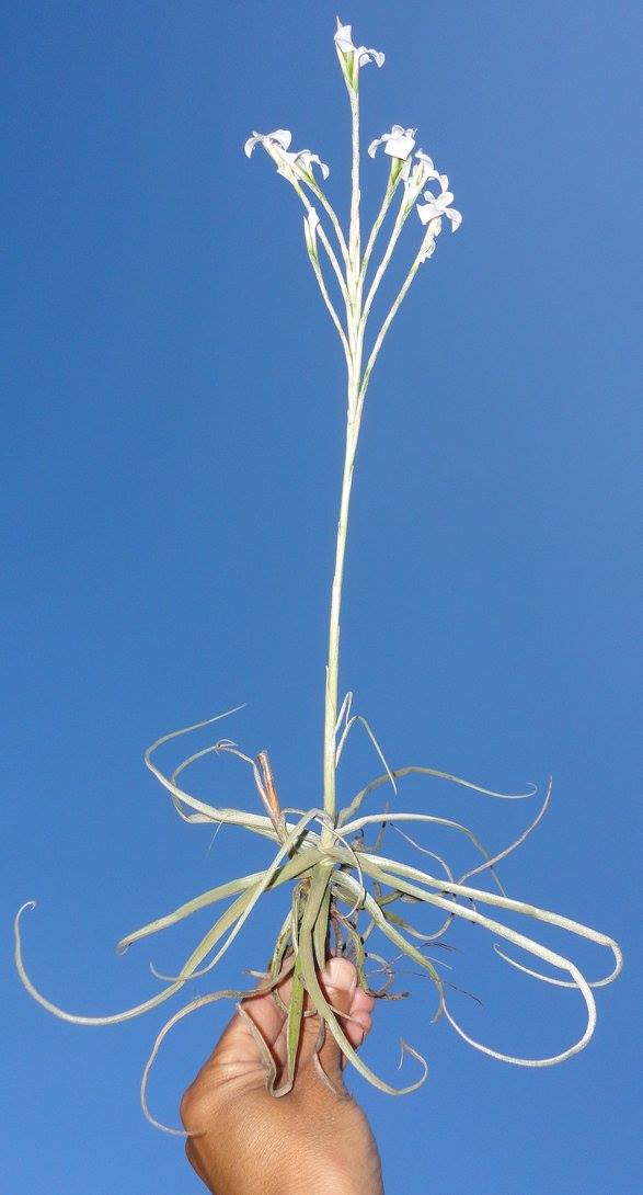 Tillandsia reichenbachii white flower form