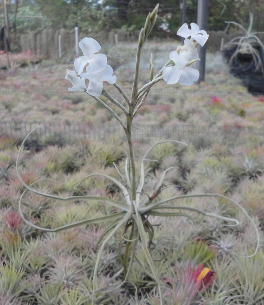 Tillandsia reichenbachii white flower form