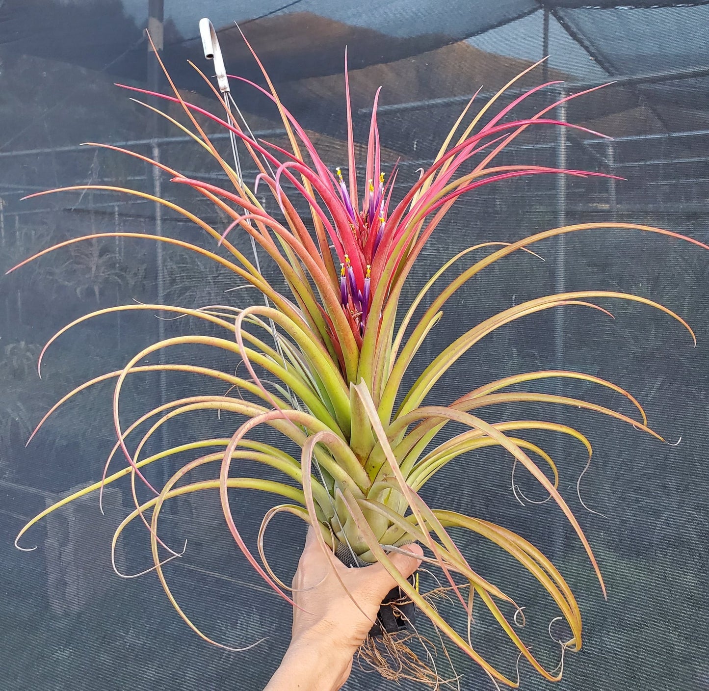 Tillandsia Hawaiian Sparkler. (Aleta x capitata Roja)