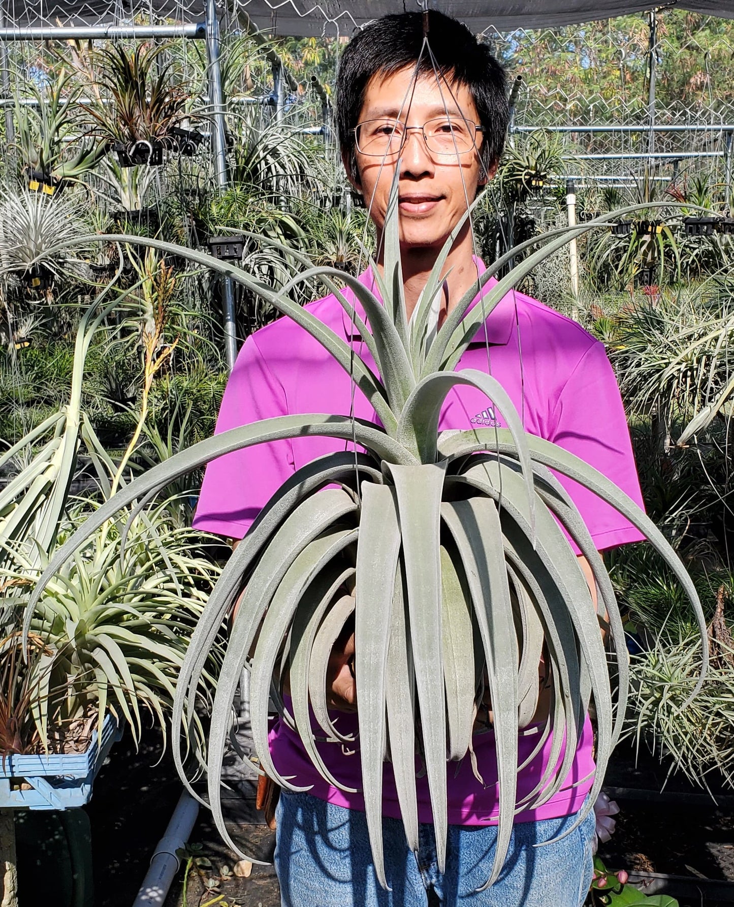 Tillandsia Bea Correale. (chiapensis x streptophylla)