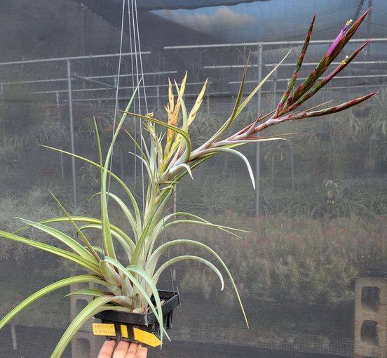 Tillandsia concolor x intermedia