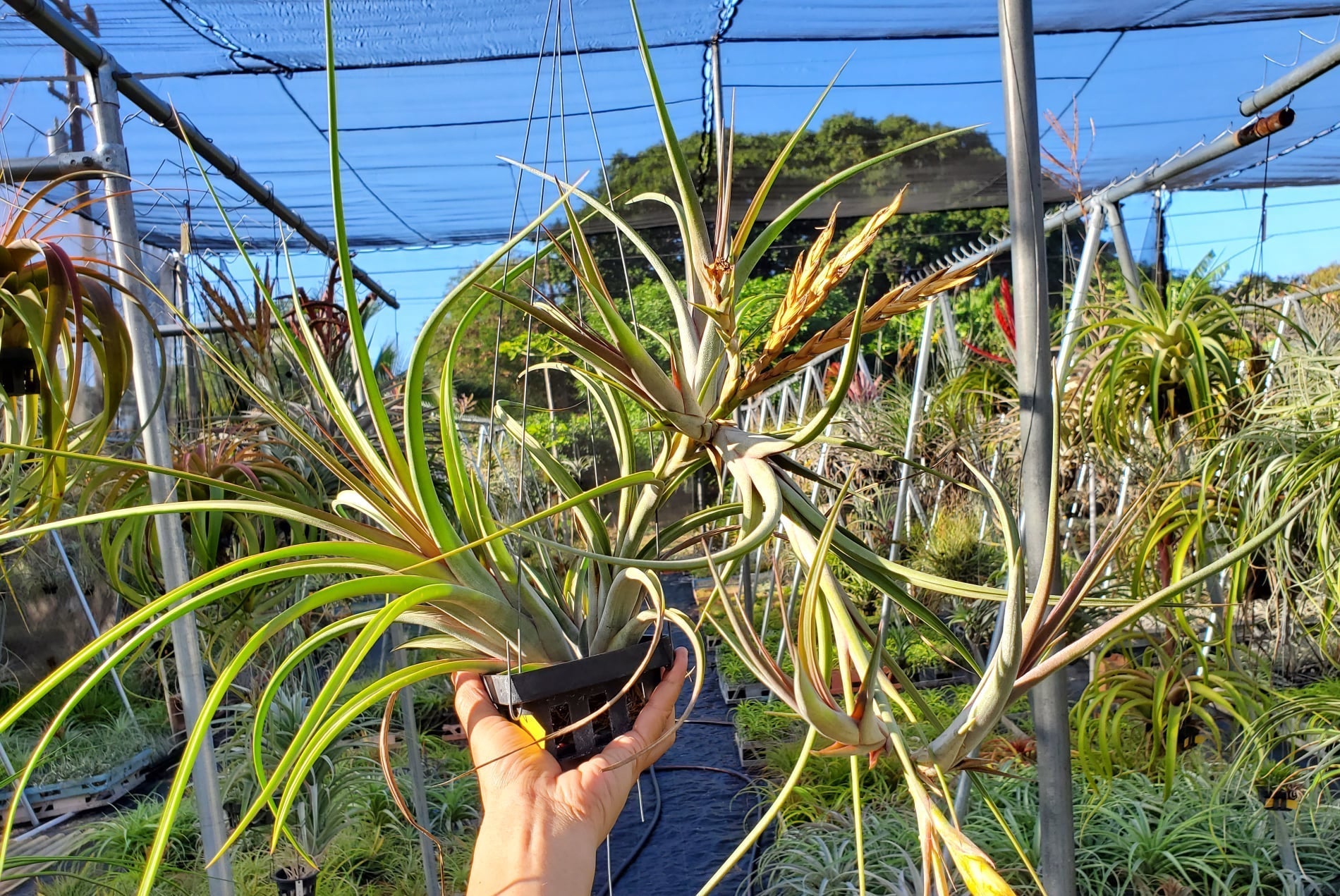 concolor air plant Tillandsia concolor x intermedia – Tillandsia In Hawaii