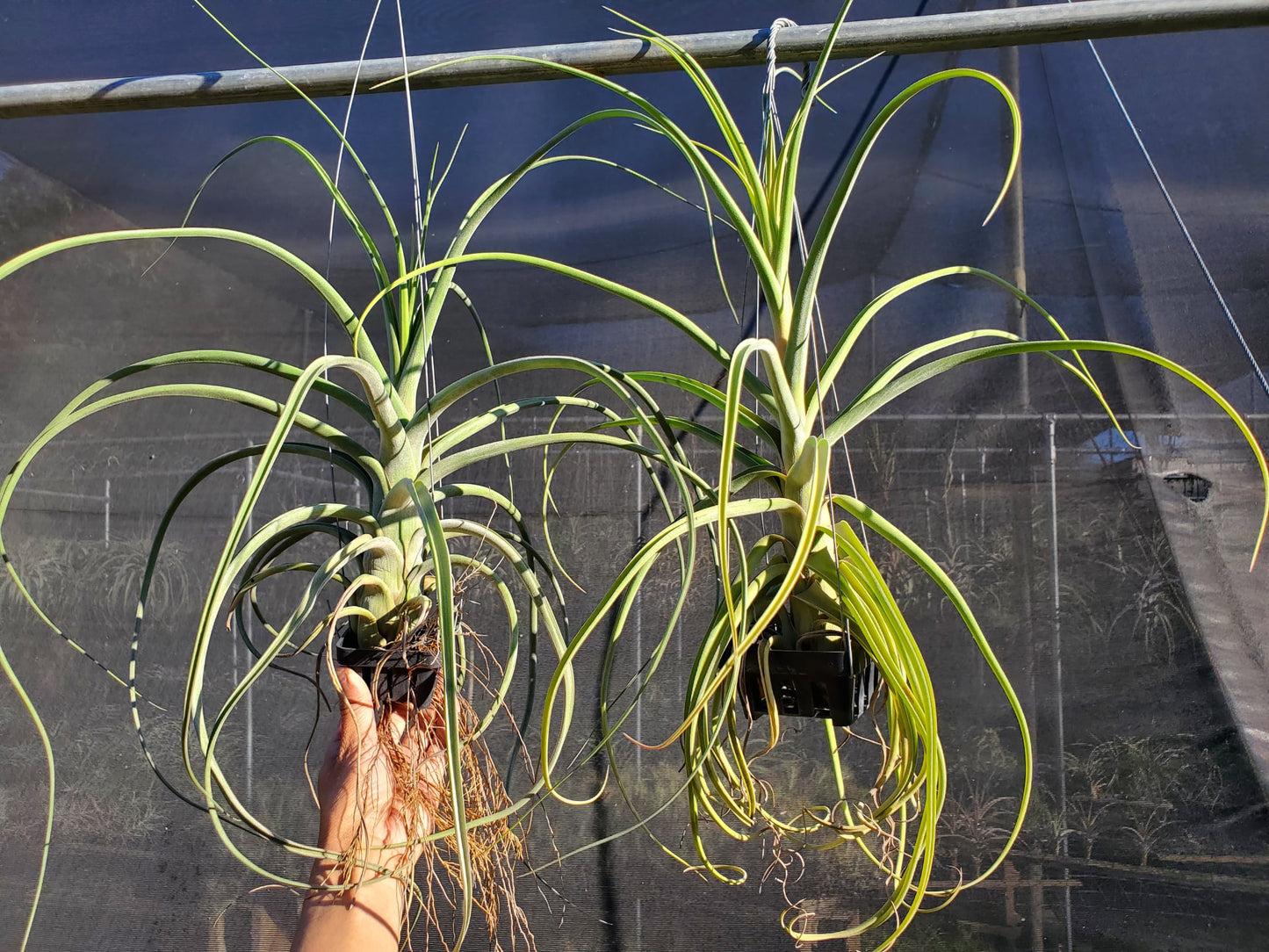 Tillandsia Stan Watanabe. (baileyi x streptophylla)