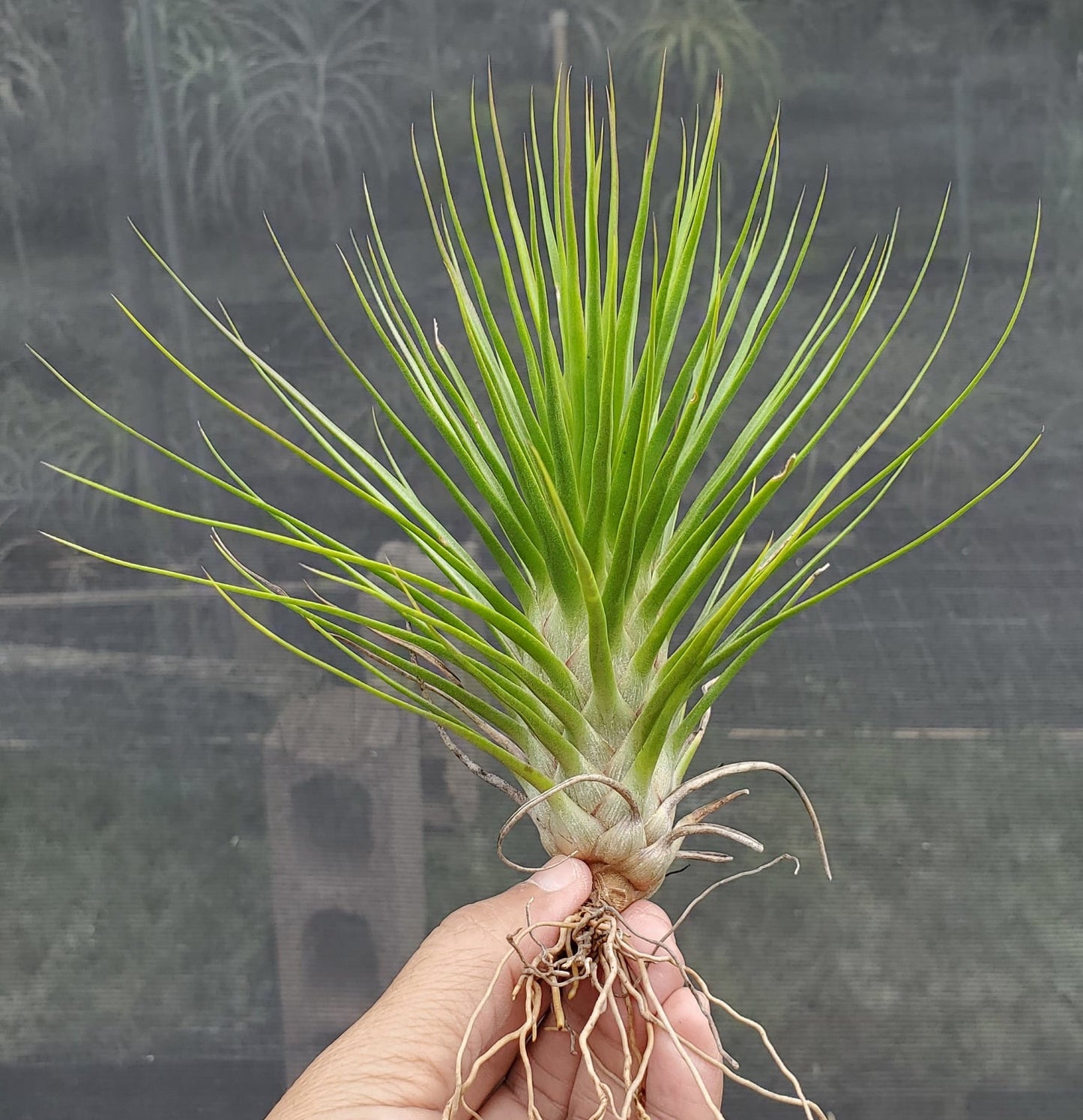 Tillandsia Hawaiian Baby. (funckiana x bulbosa belize large form)