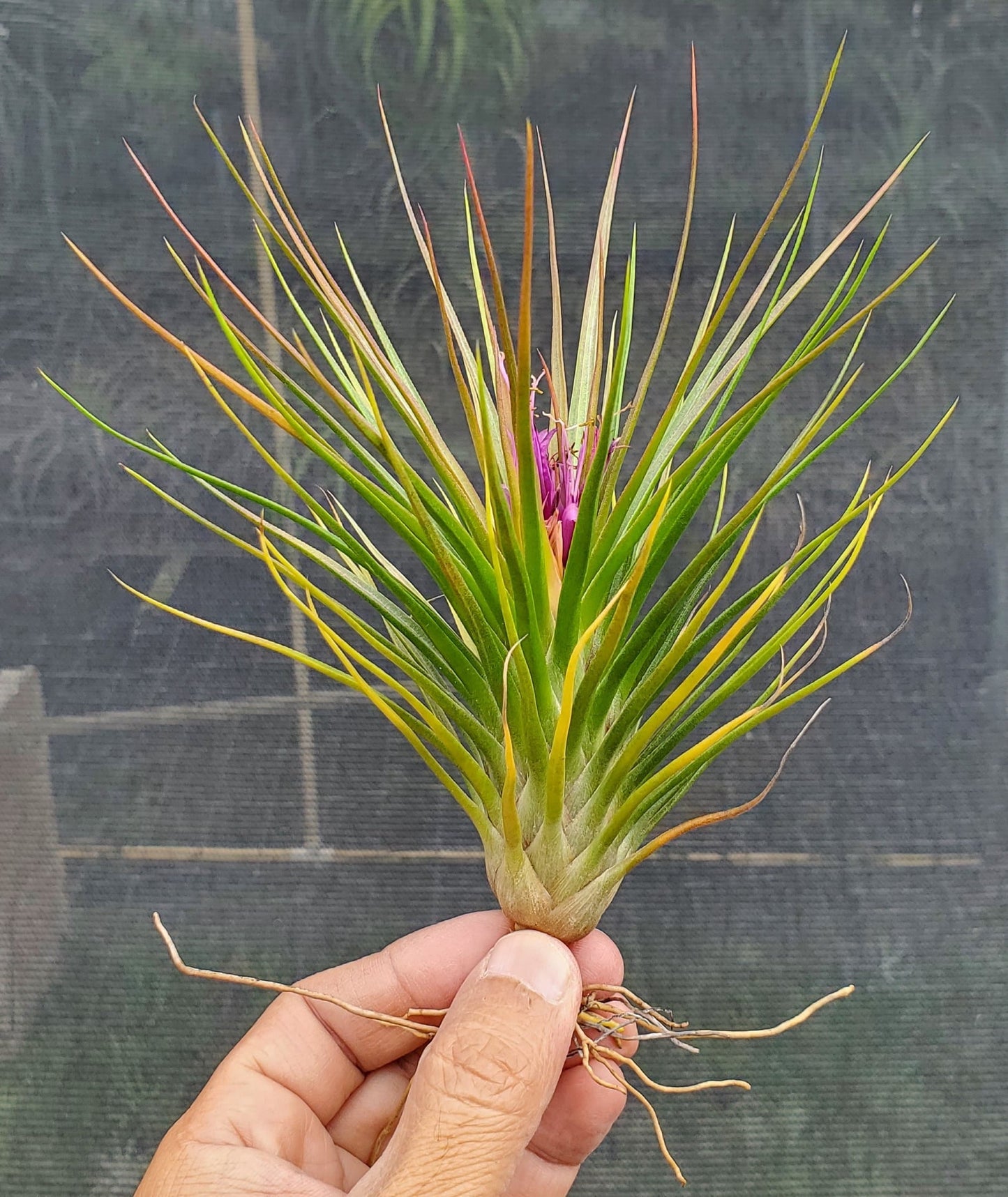 Tillandsia Hawaiian Baby. (funckiana x bulbosa belize large form)