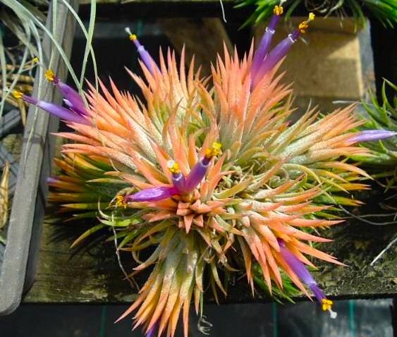 Tillandsia ionantha Peach.  (with violet flowers)