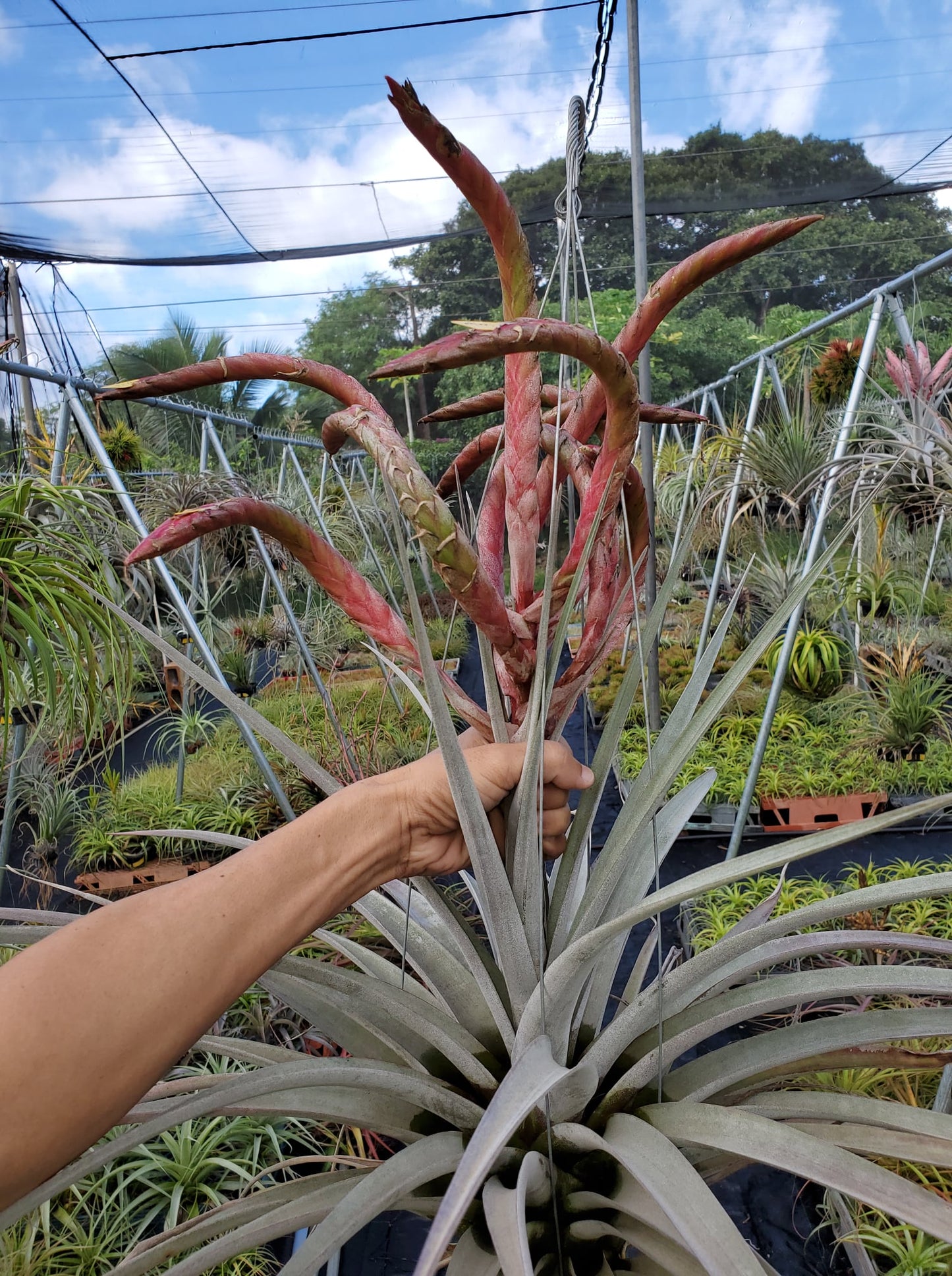 Tillandsia King Cobra. (chiapensis x botteri)