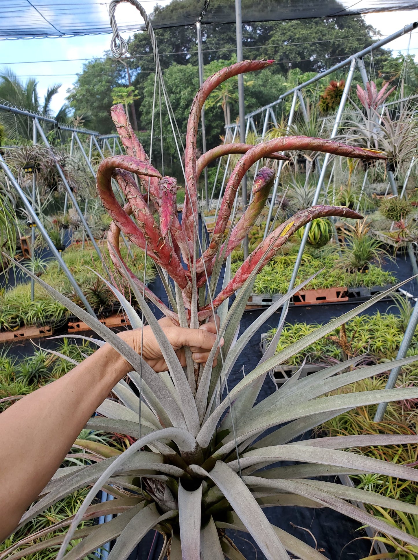 Tillandsia King Cobra. (chiapensis x botteri)