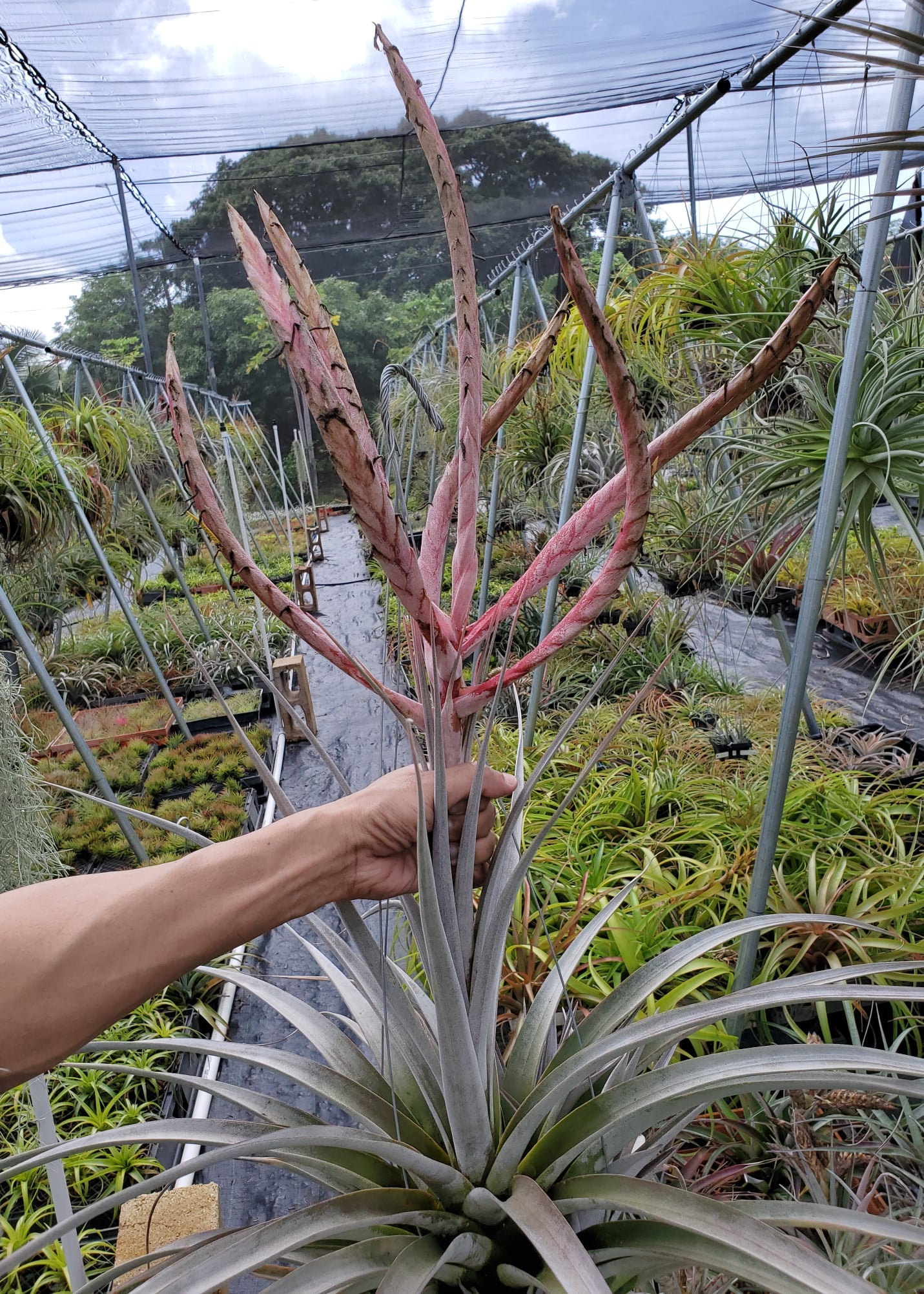 Tillandsia King Cobra. (chiapensis x botteri)