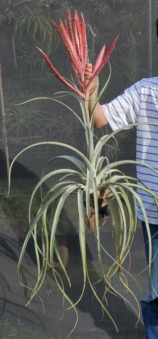 Tillandsia chiapensis x rothii