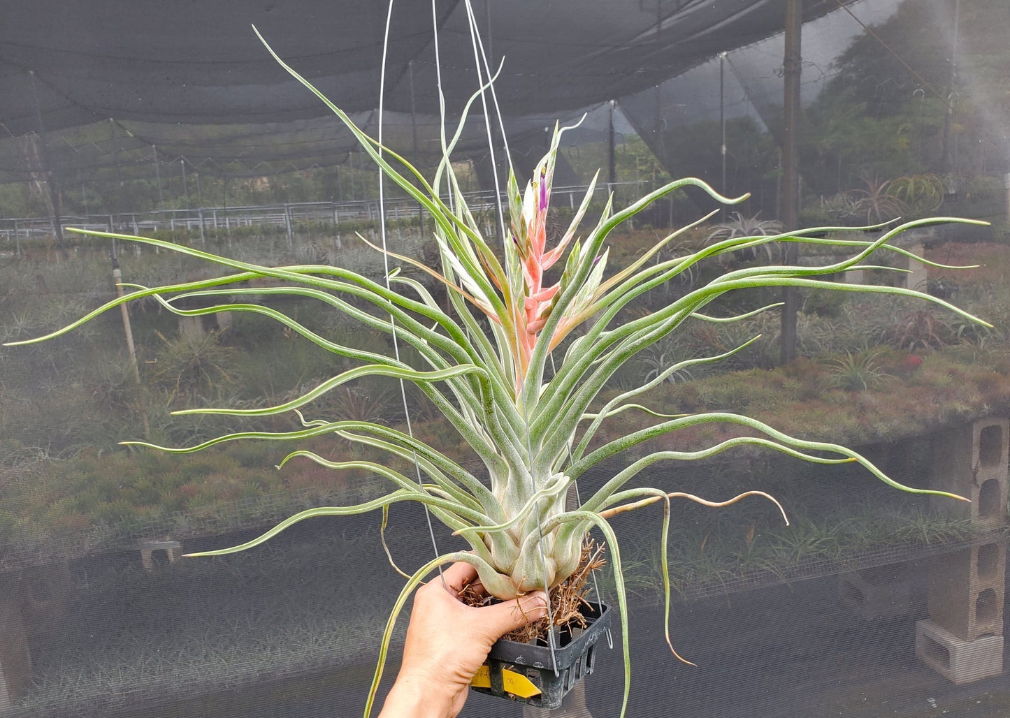 Tillandsia Showtime x caput-medusae