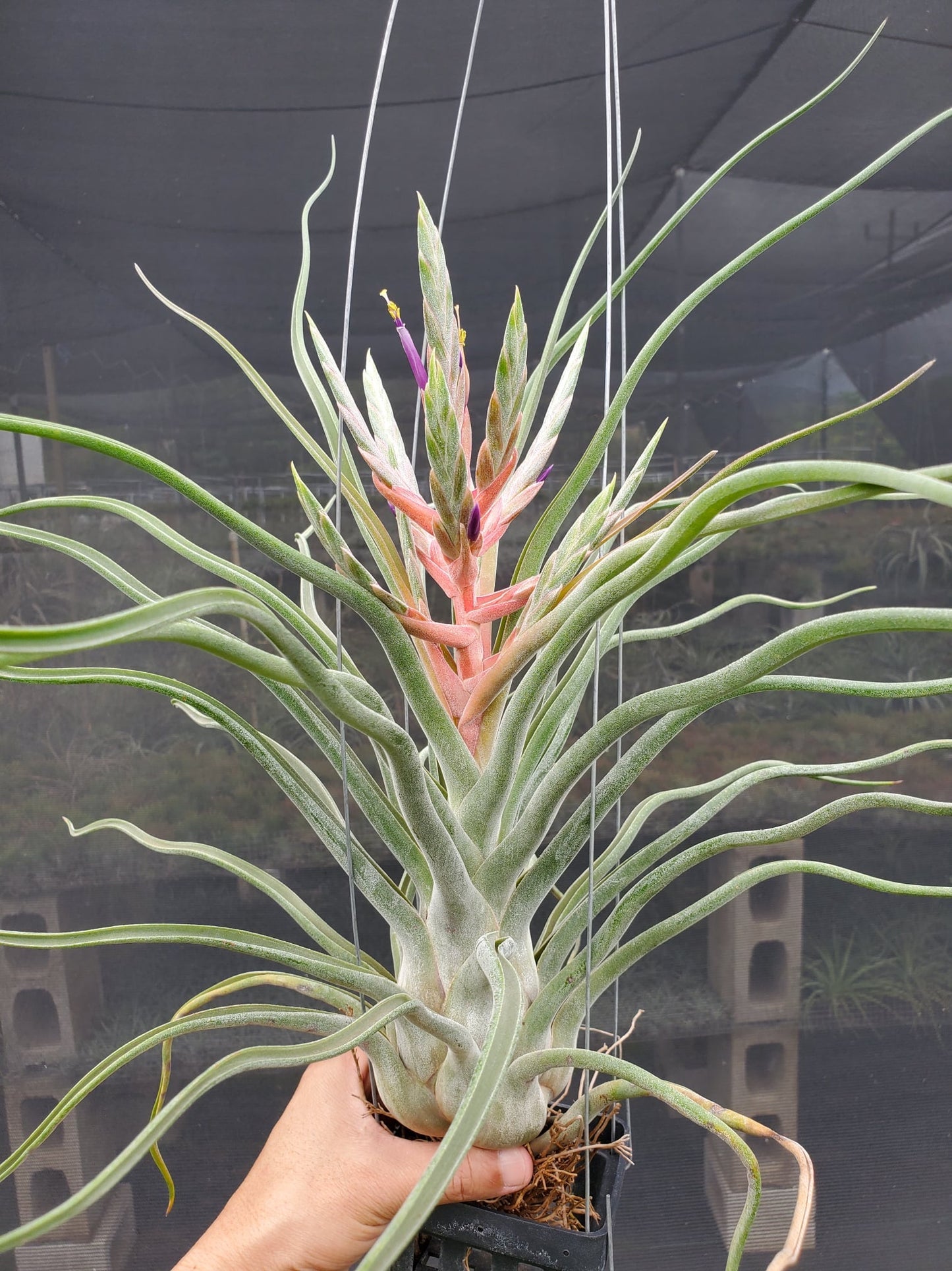 Tillandsia Showtime x caput-medusae