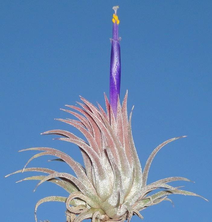 Tillandsia ionantha Hawaiian Lavender