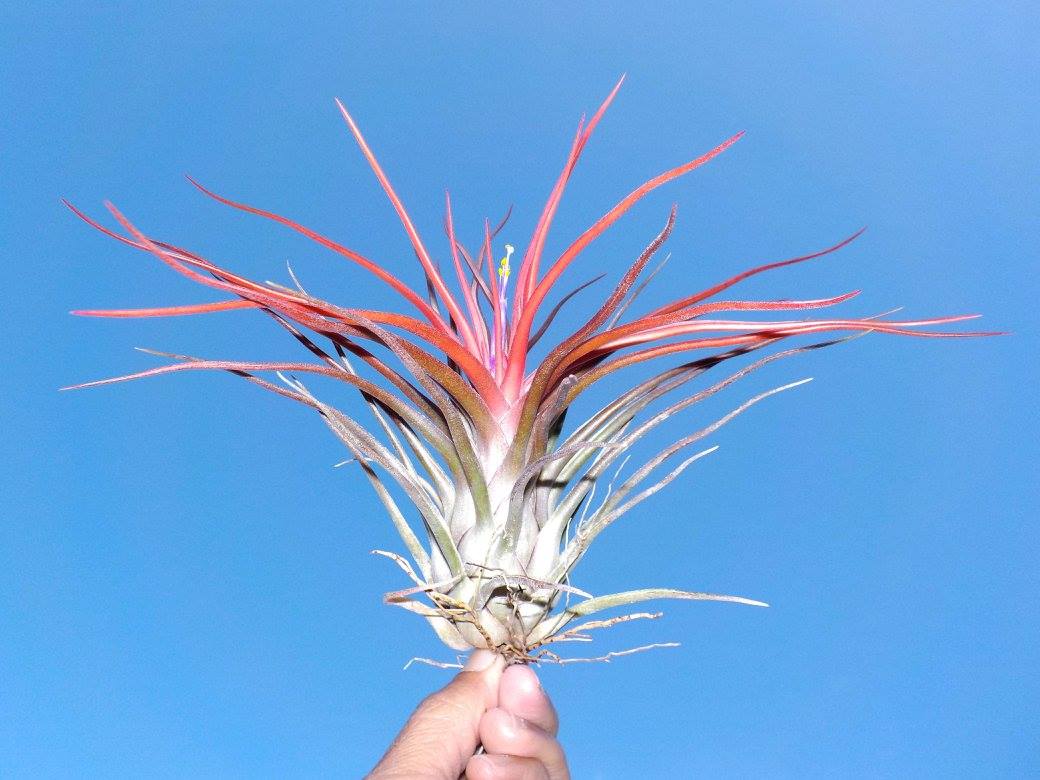 Tillandsia bulbosa large form x ionantha mexico