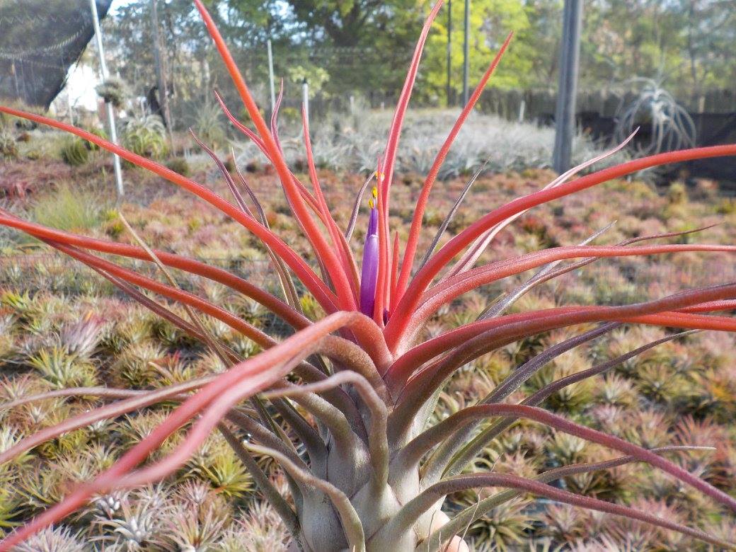 Tillandsia bulbosa large form x ionantha mexico