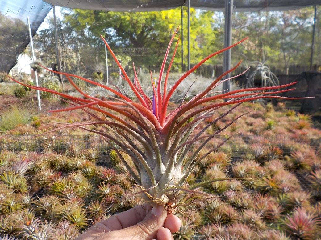 Tillandsia bulbosa large form x ionantha mexico