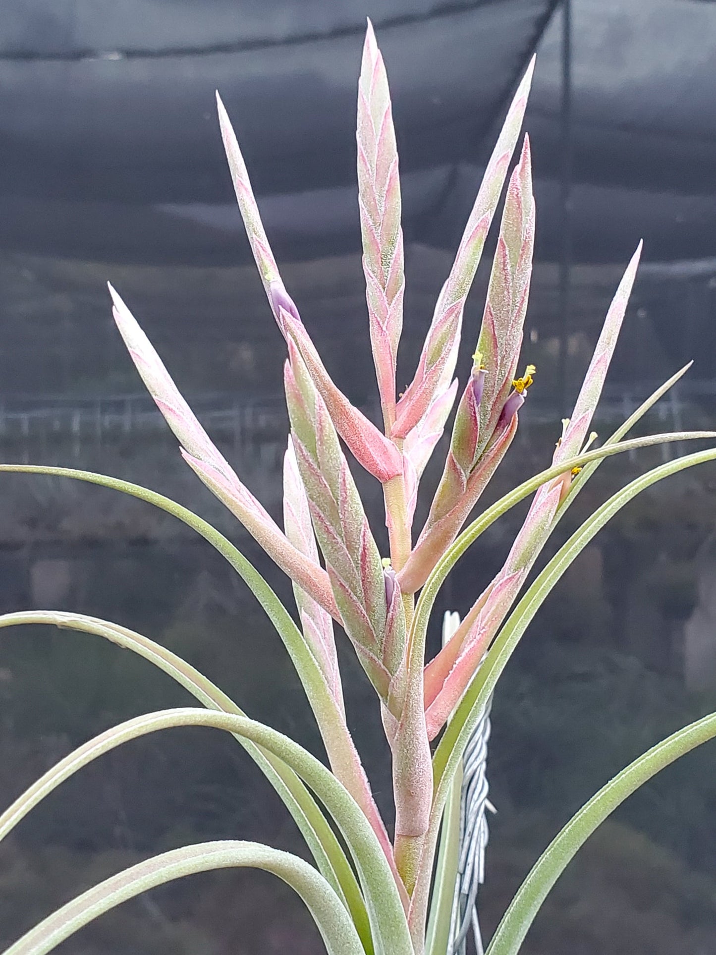 Tillandsia Stan Watanabe. (baileyi x streptophylla)