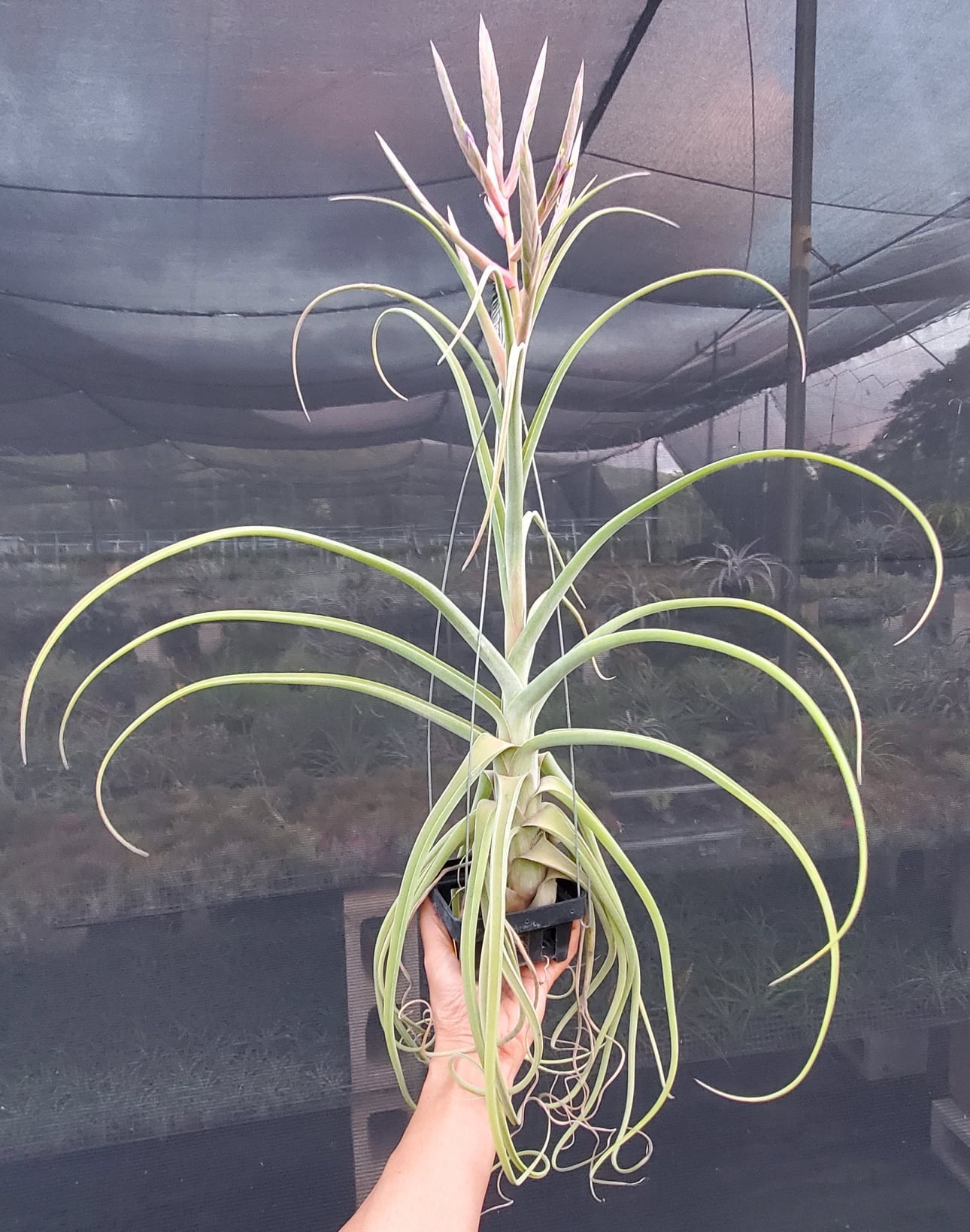 Tillandsia Stan Watanabe. (baileyi x streptophylla)