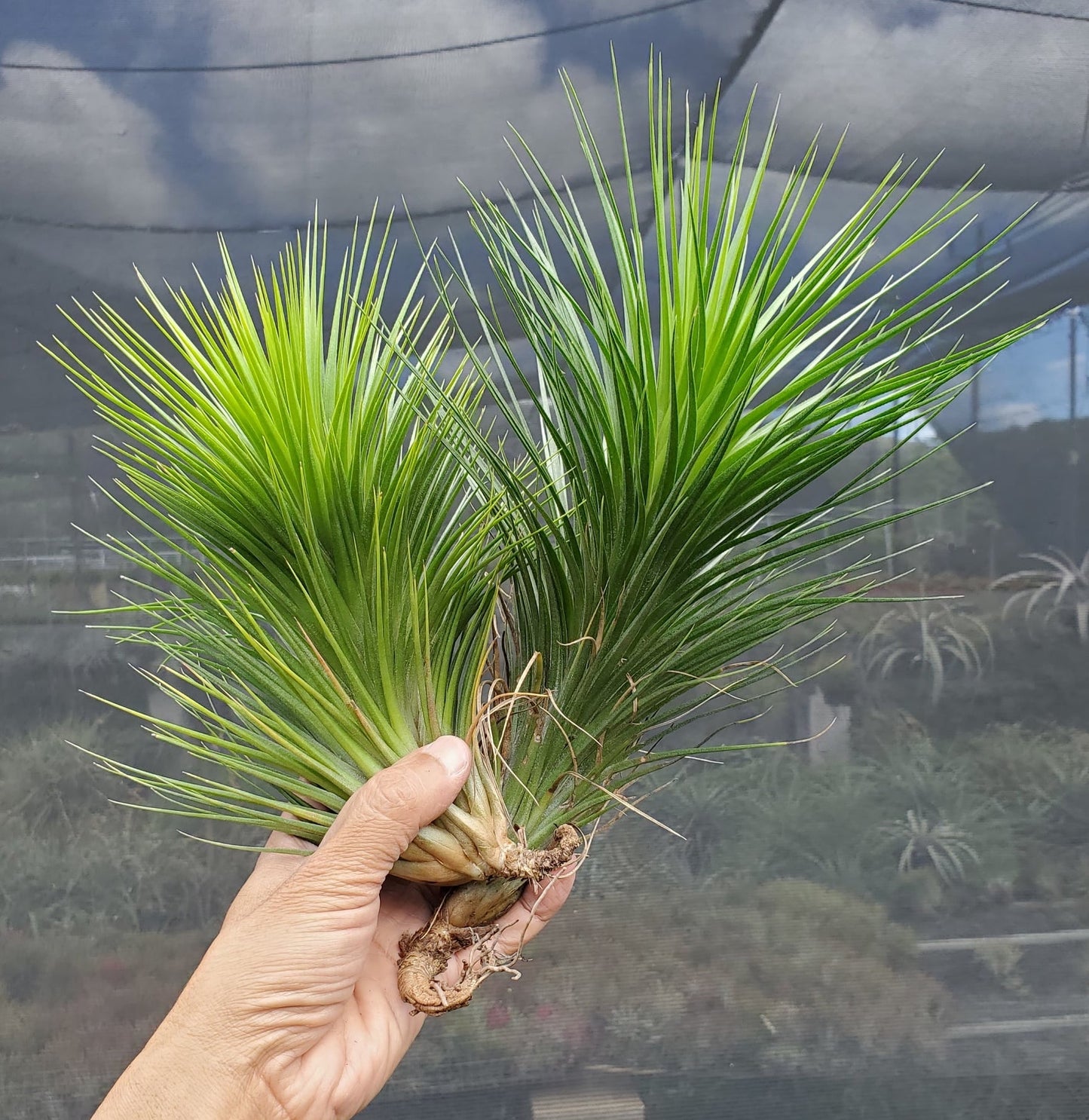 Tillandsia Warren. (funckiana x bracycaulos)