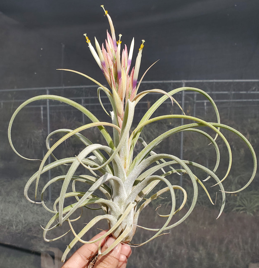 Tillandsia Domingo's Gem. (Rectifolia x streptophylla)