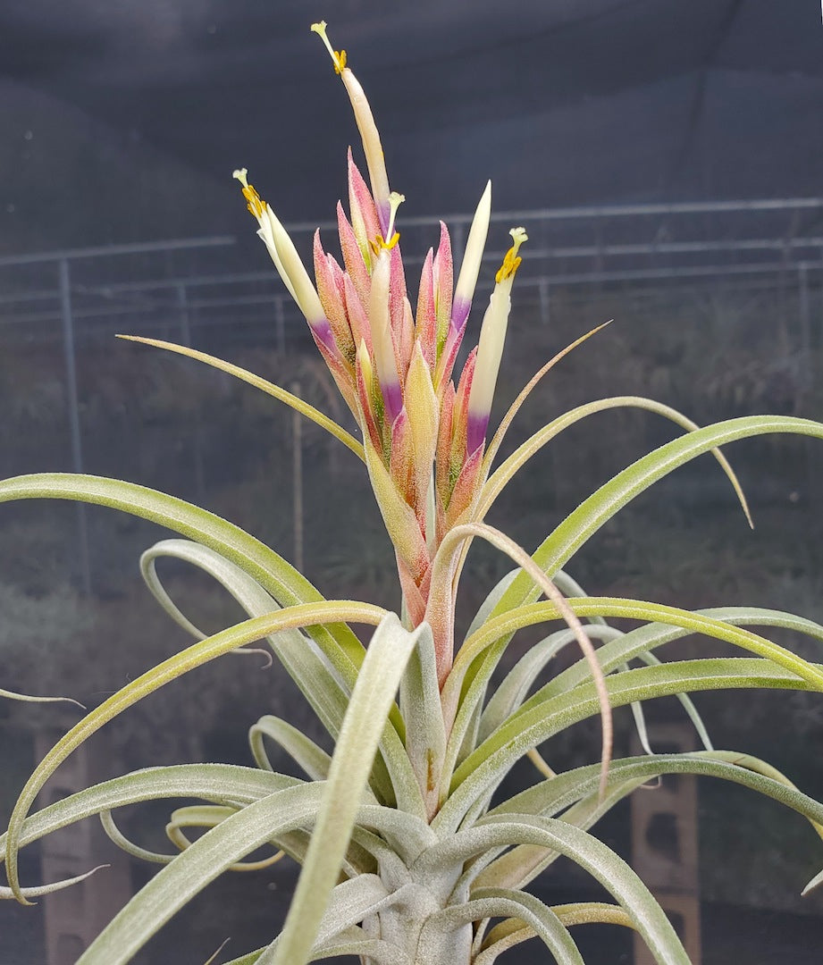 Tillandsia Domingo's Gem. (Rectifolia x streptophylla)