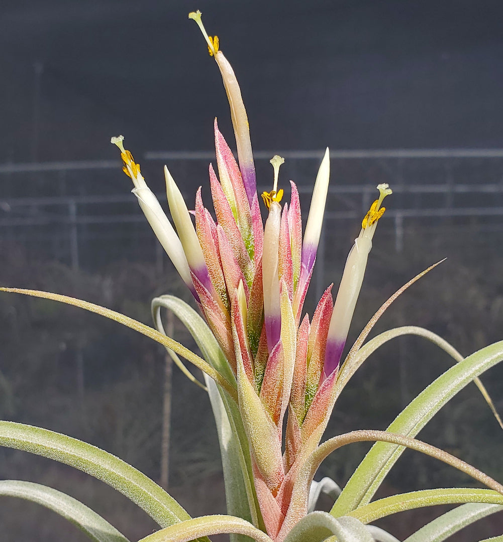 Tillandsia Domingo's Gem. (Rectifolia x streptophylla)