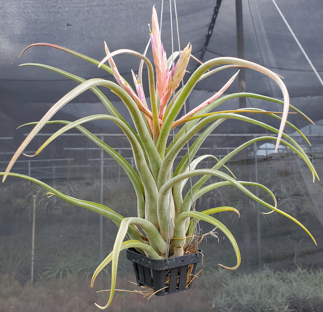 Tillandsia Hawaiian Curls.  (paucifolia x streptophylla)