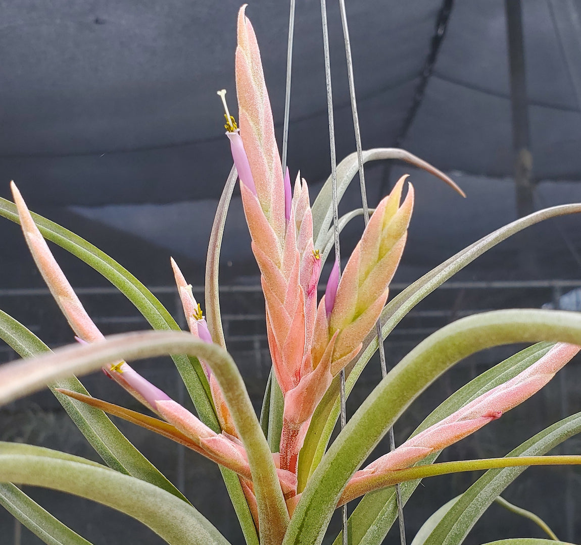 Tillandsia Hawaiian Curls.  (paucifolia x streptophylla)