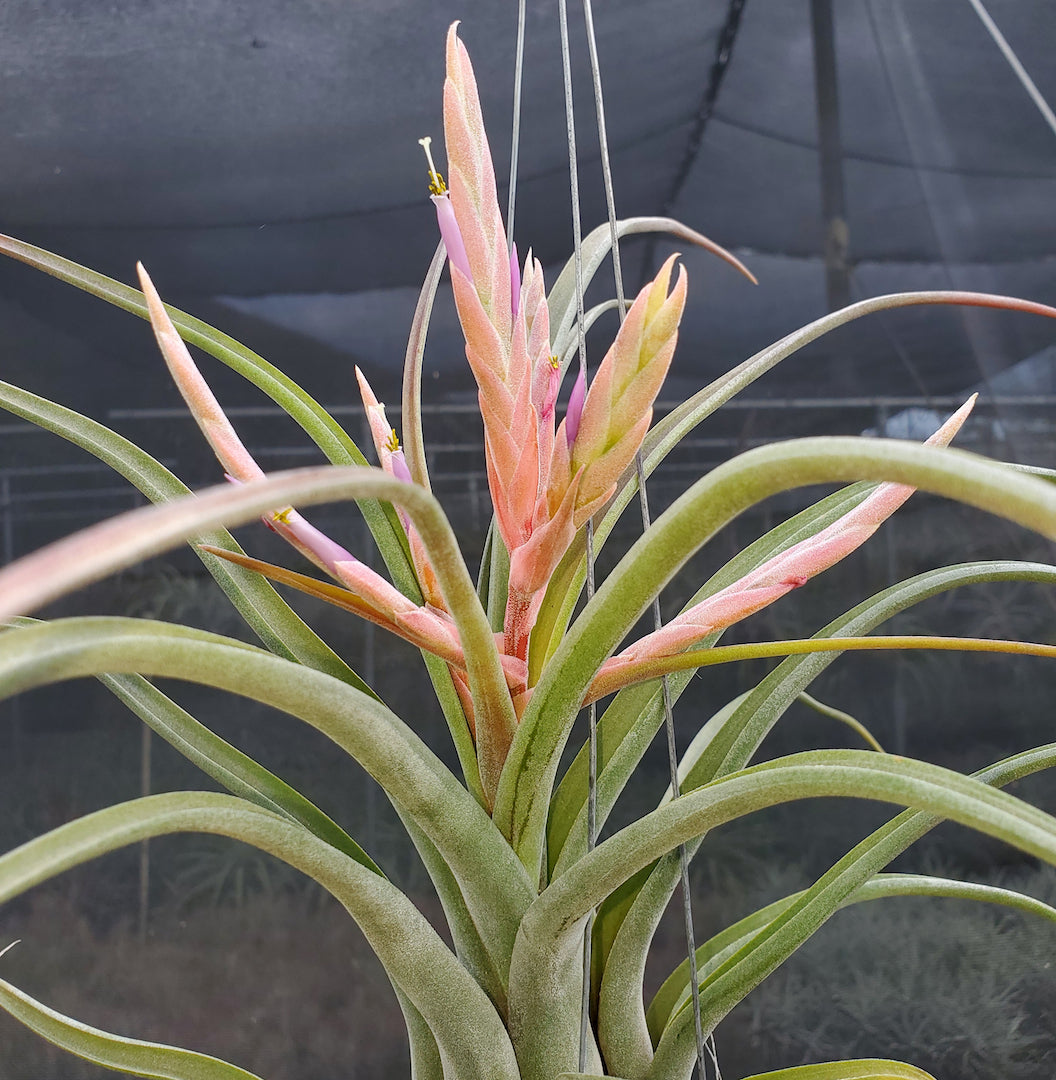 Tillandsia Hawaiian Curls.  (paucifolia x streptophylla)