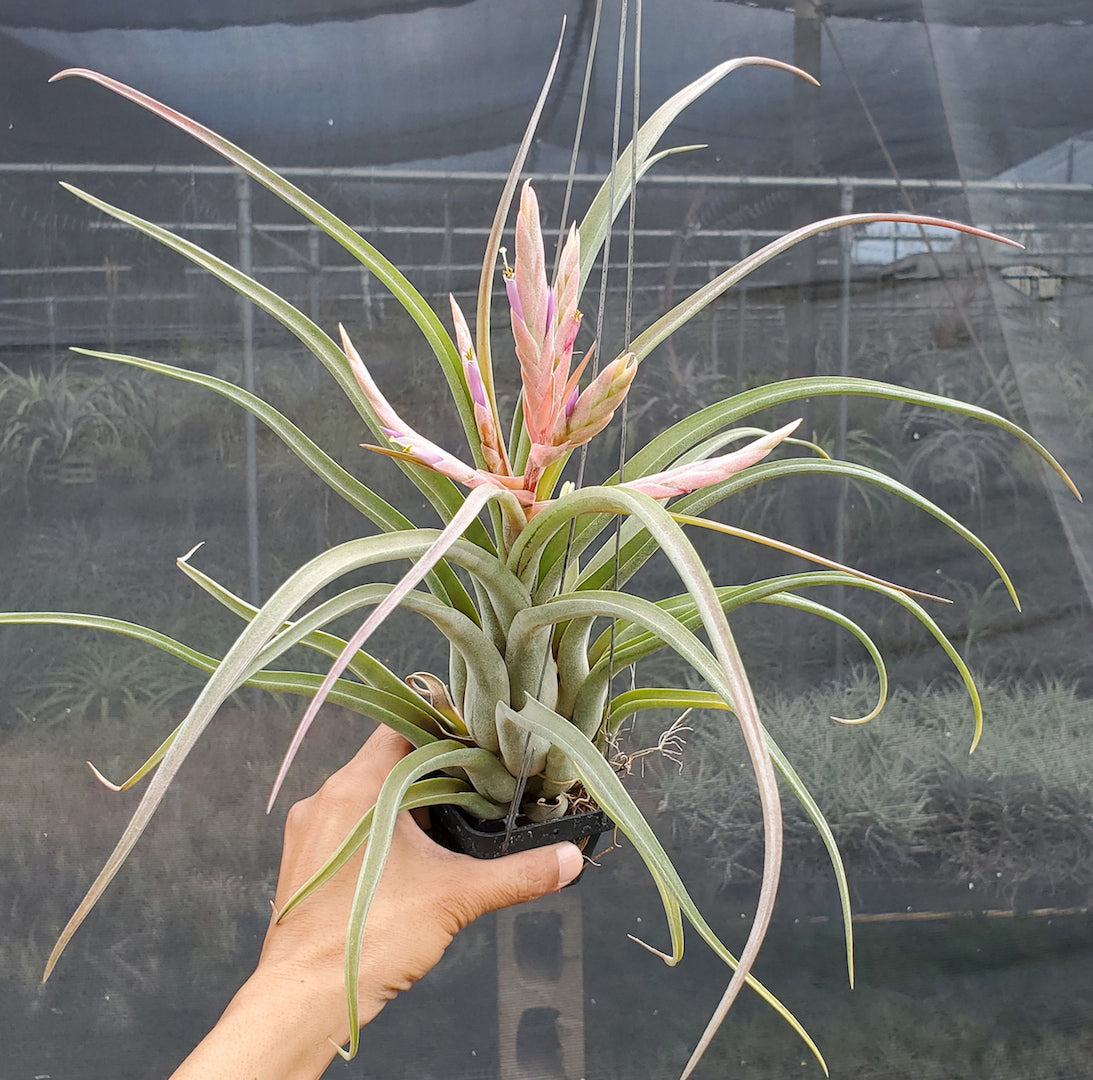 Tillandsia Hawaiian Curls.  (paucifolia x streptophylla)