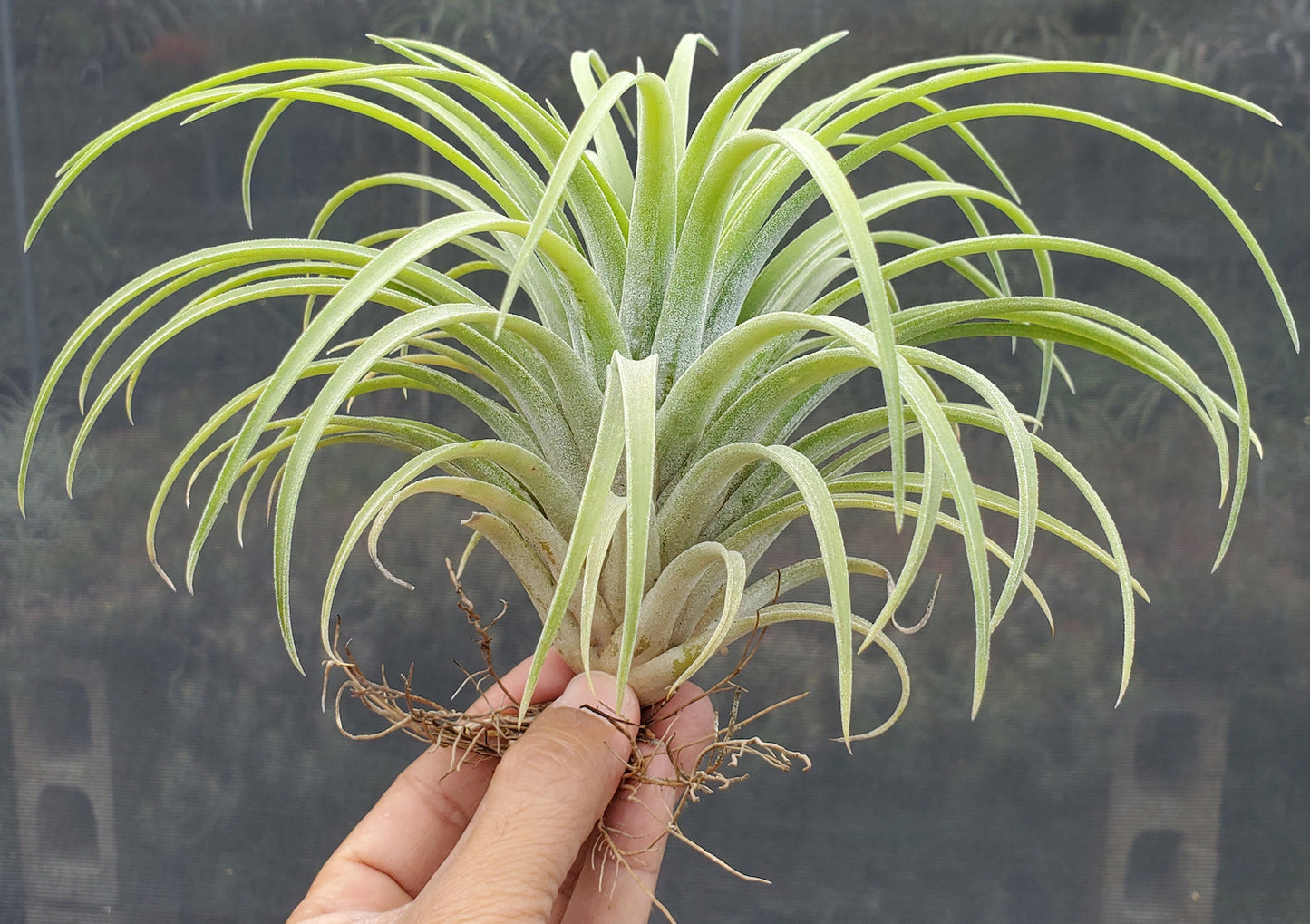 Tillandsia Domingo's Cutie. (ionantha Mexico x riohondoensis)