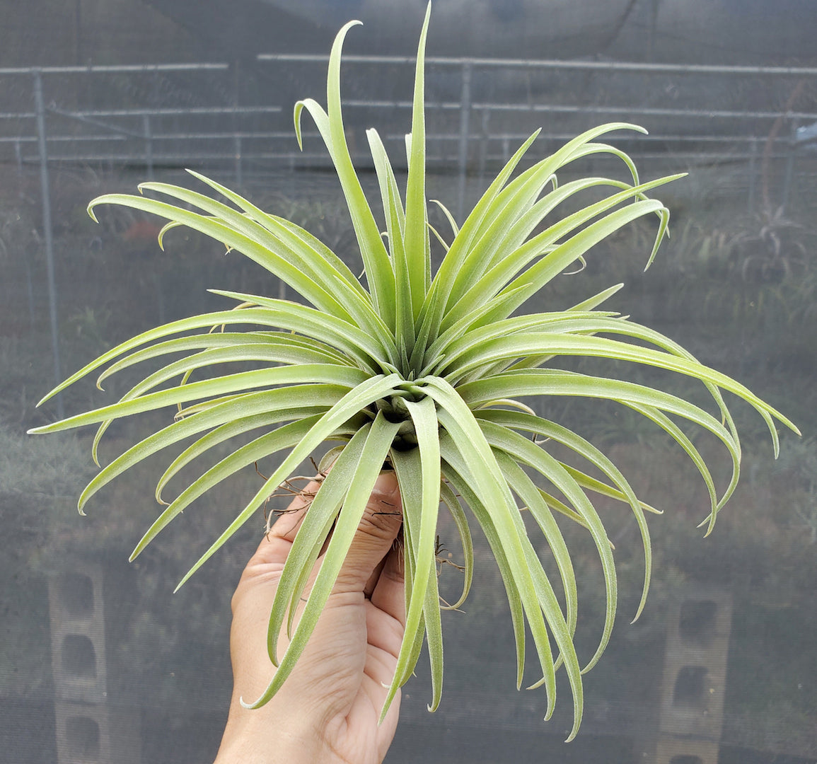 Tillandsia Domingo's Cutie. (ionantha Mexico x riohondoensis)