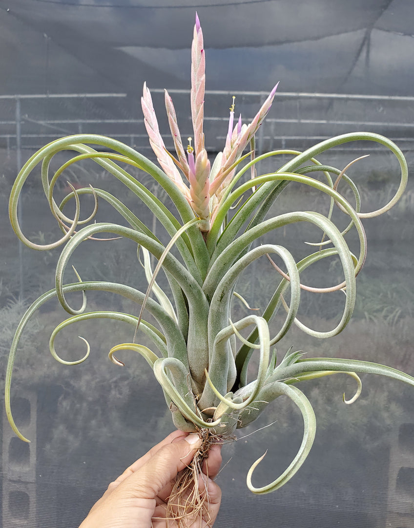 Tillandsia Hawaiian Curls.  (paucifolia x streptophylla)