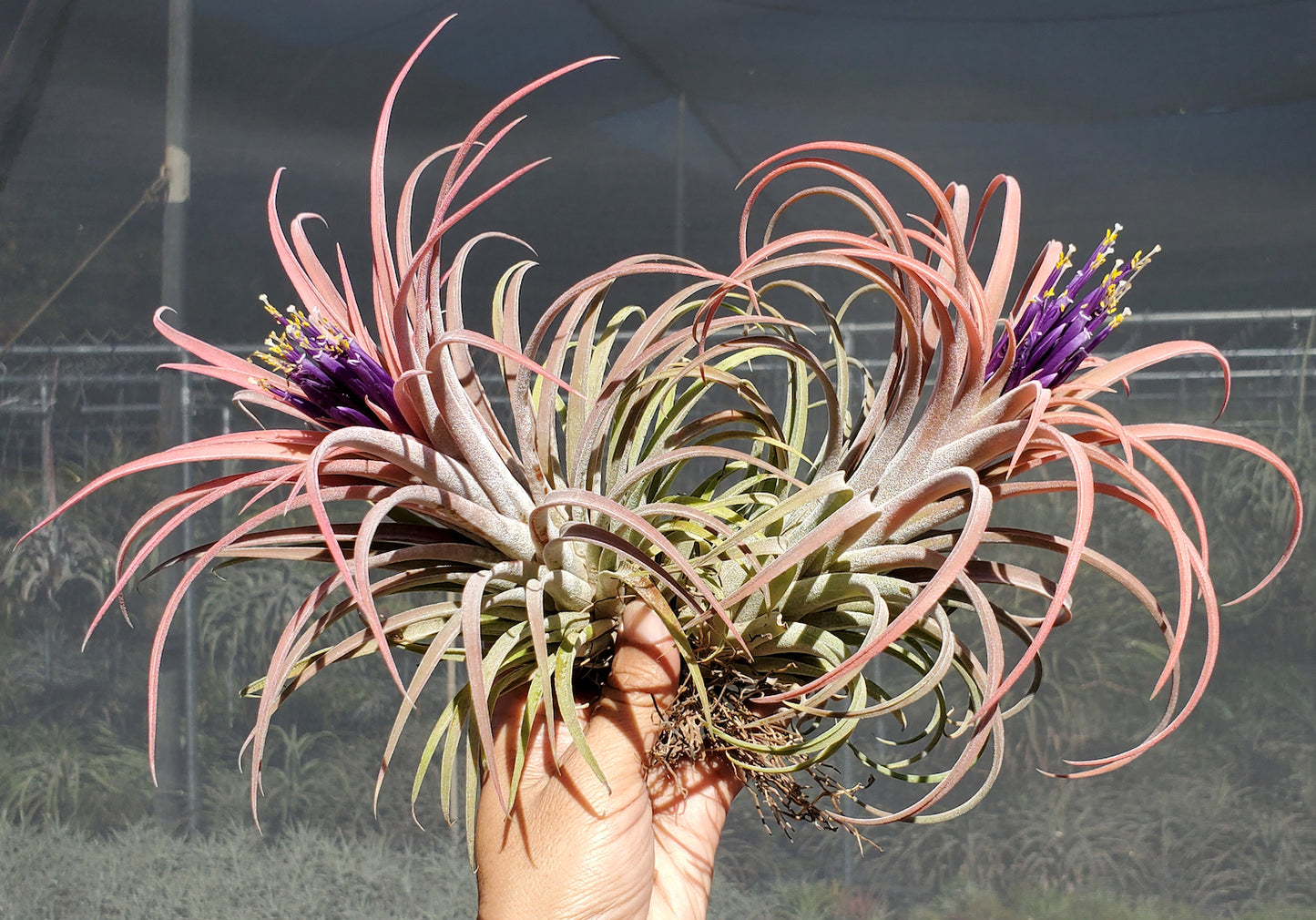 Tillandsia Domingo's Cutie. (ionantha Mexico x riohondoensis)