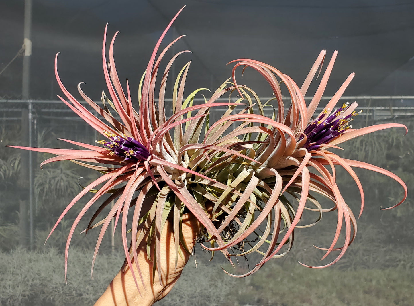 Tillandsia Domingo's Cutie. (ionantha Mexico x riohondoensis)