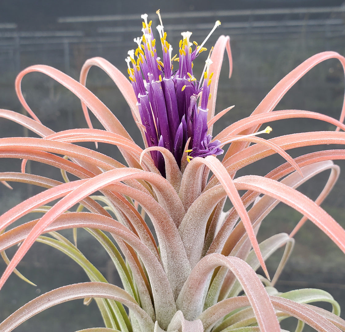 Tillandsia Domingo's Cutie. (ionantha Mexico x riohondoensis)