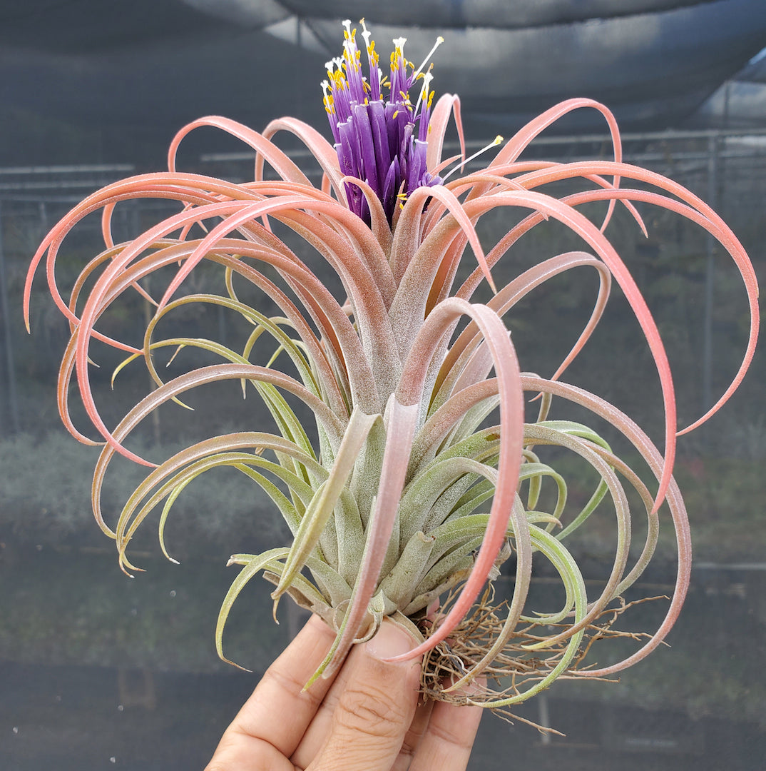 Tillandsia Domingo's Cutie. (ionantha Mexico x riohondoensis)