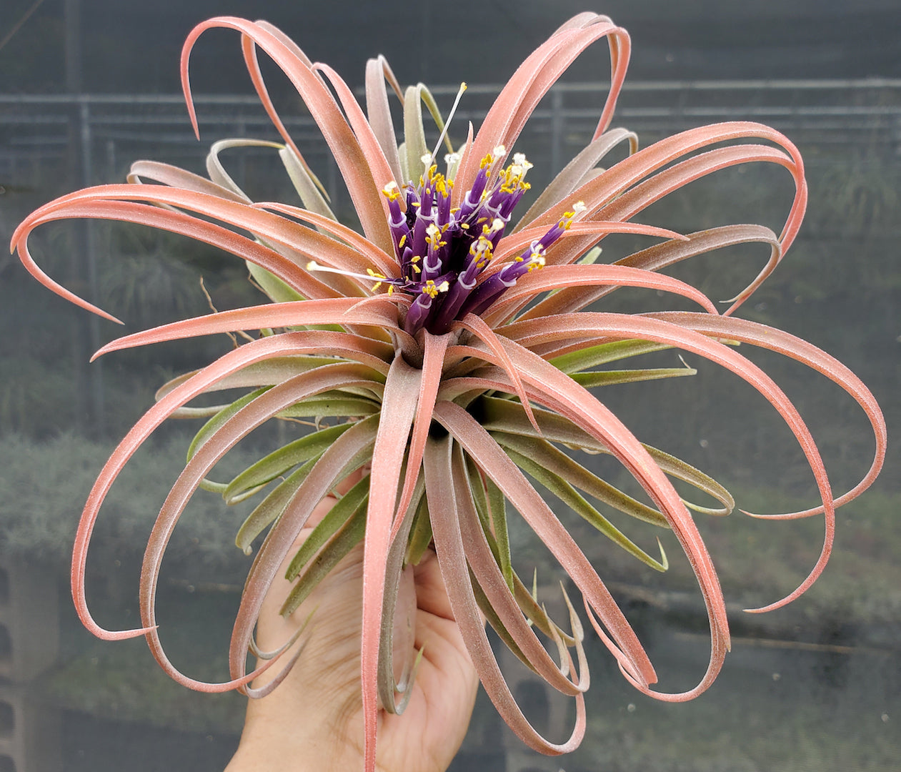 Tillandsia Domingo's Cutie. (ionantha Mexico x riohondoensis)