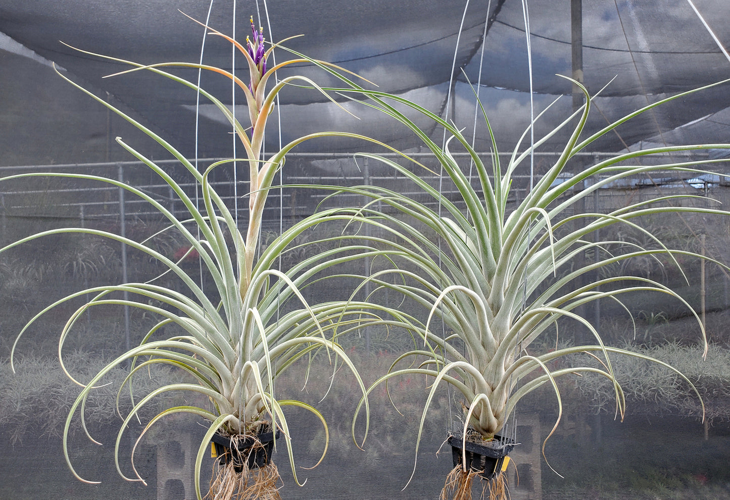 Tillandsia Hawaiian Surprise. (baileyi x riohondoensis)