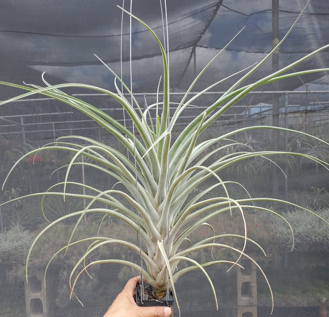 Tillandsia Hawaiian Surprise. (baileyi x riohondoensis)