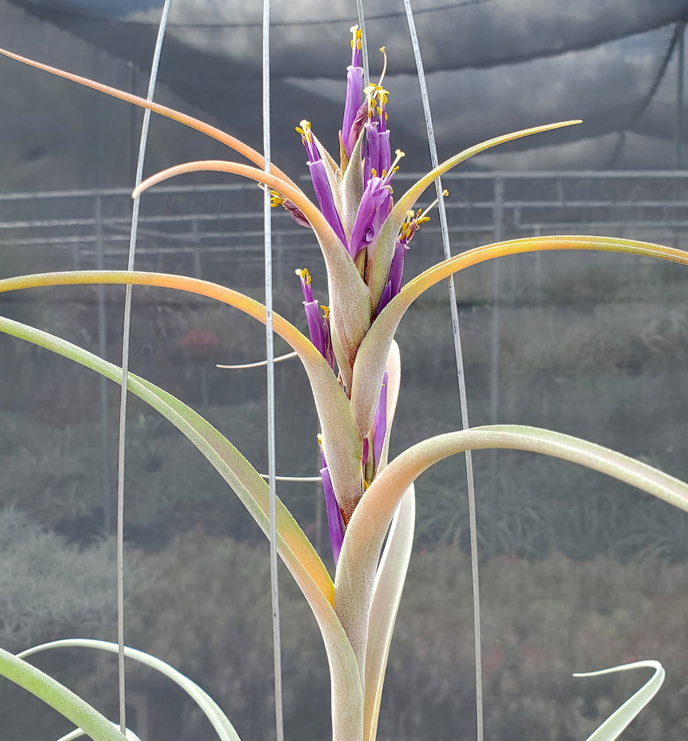 Tillandsia Hawaiian Surprise. (baileyi x riohondoensis)