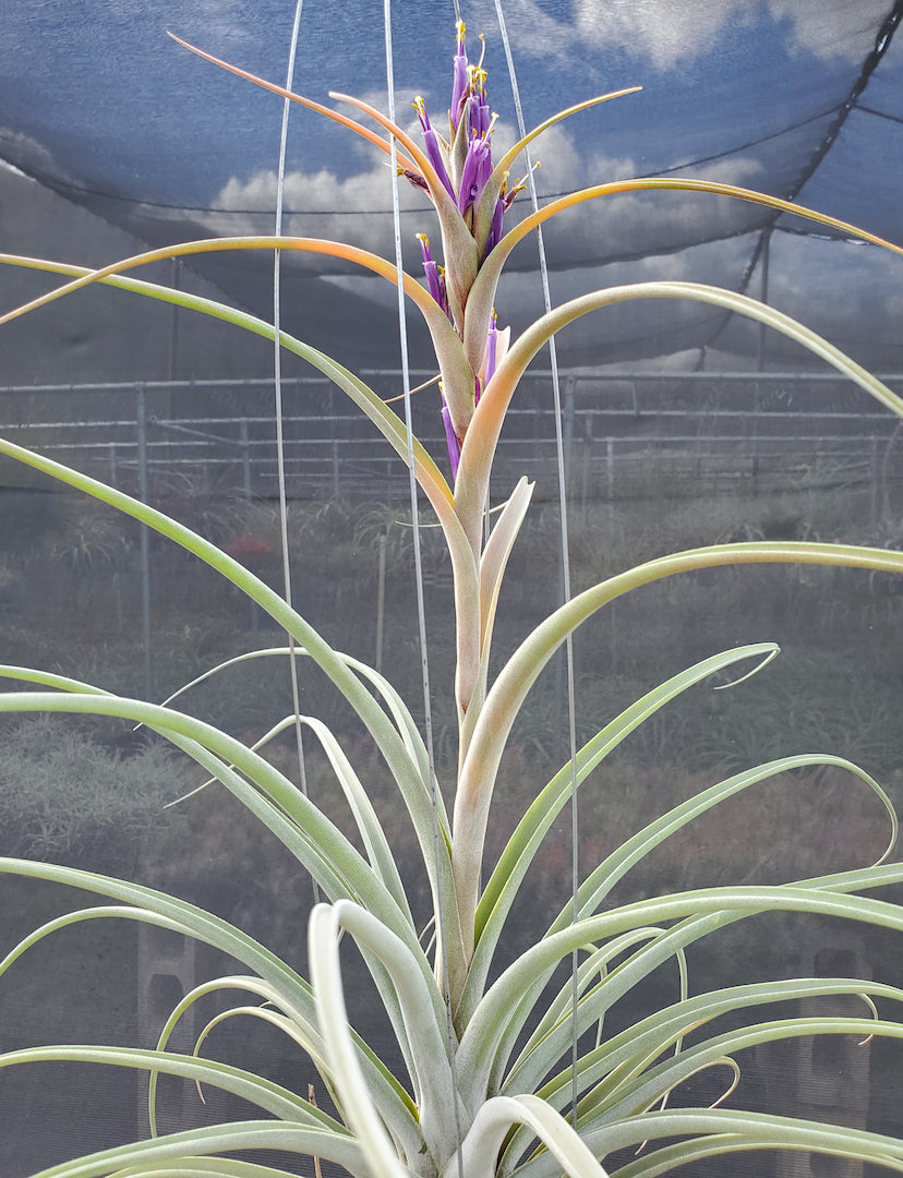 Tillandsia Hawaiian Surprise. (baileyi x riohondoensis)